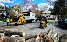 How Our Tree Care Process Works  in Tracy, CA