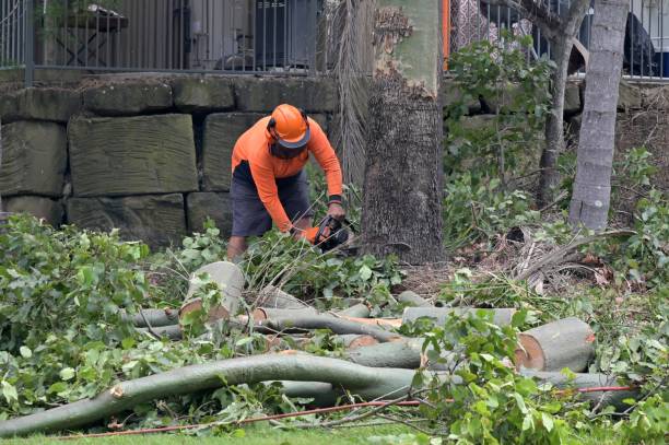 Trusted Tracy, CA Tree Services Experts